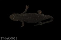 藏品(紅腹蠑螈)的圖片